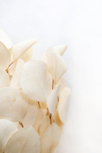 Bleached Silver Dollar Eucalyptus