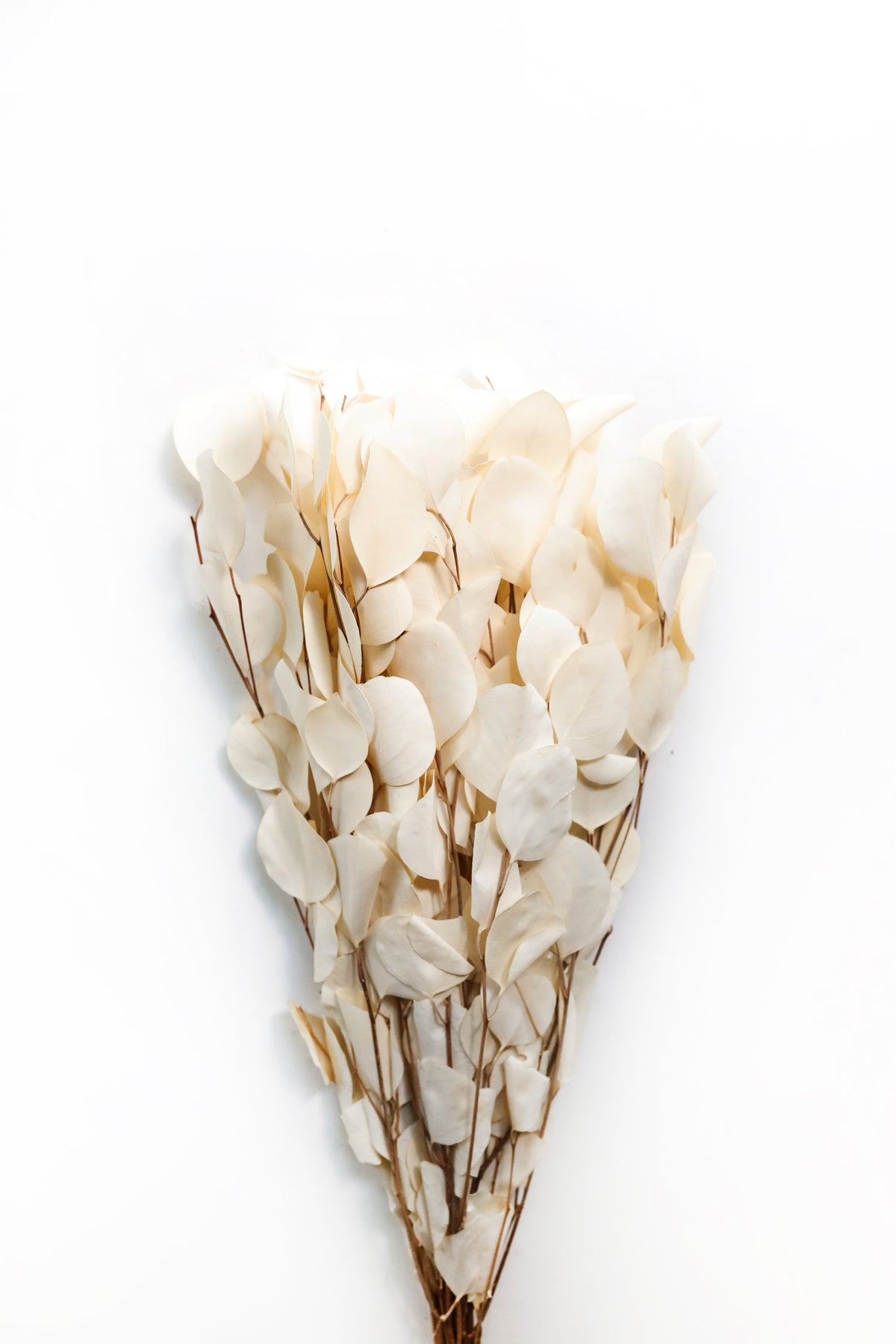 Bleached Silver Dollar Eucalyptus