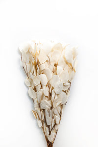 Bleached Silver Dollar Eucalyptus