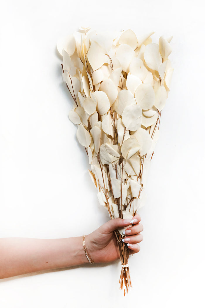Bleached Silver Dollar Eucalyptus