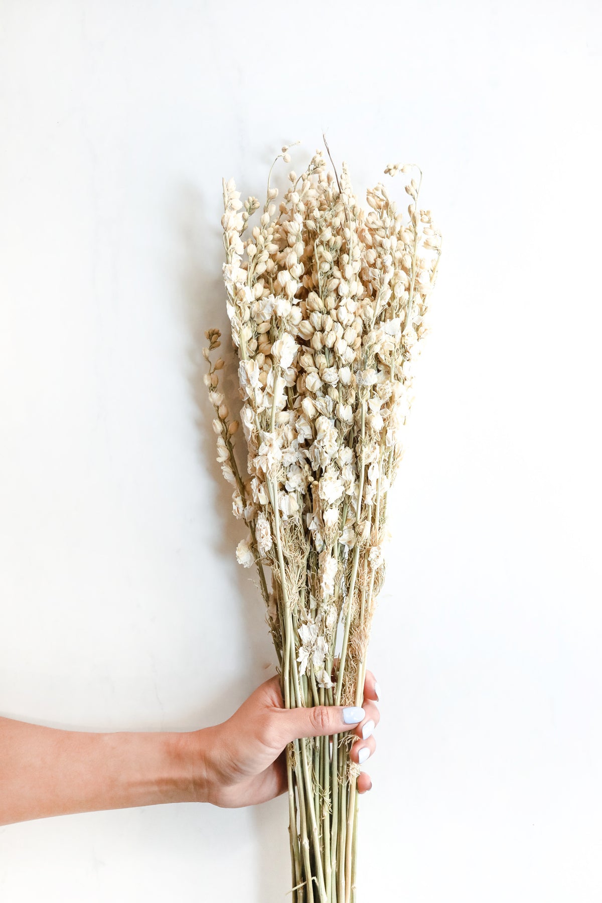 White Larkspur