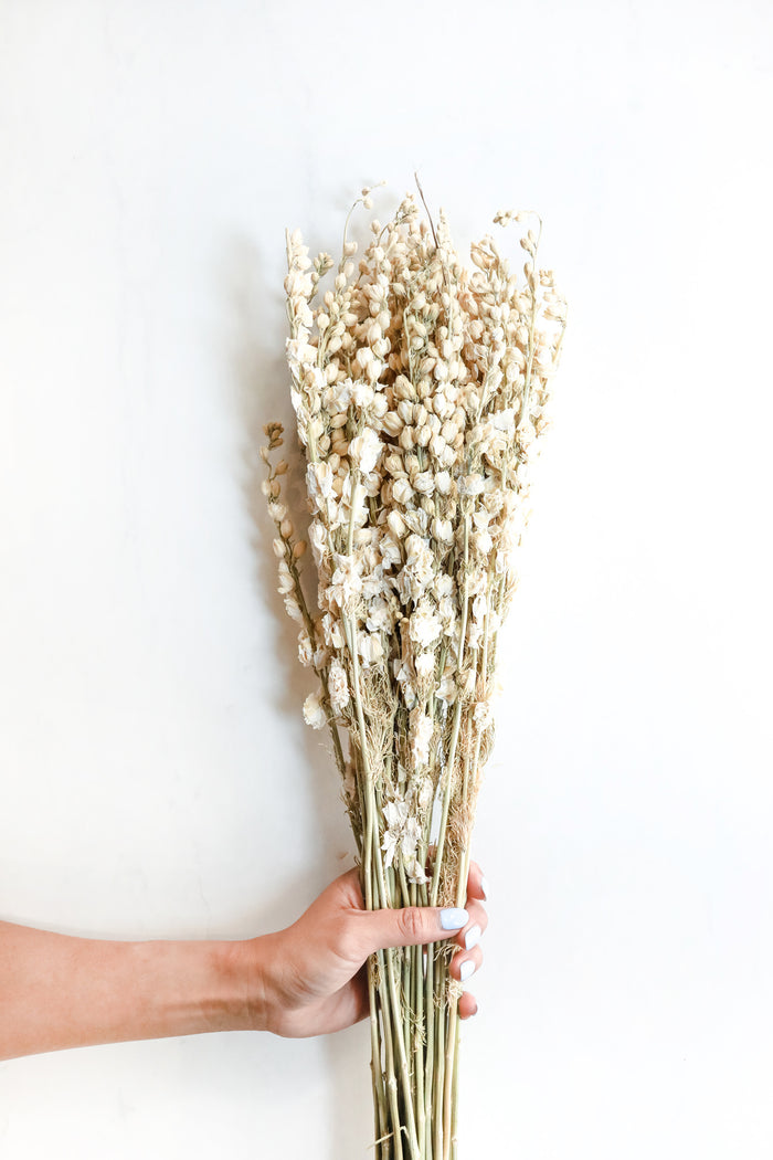 White Larkspur