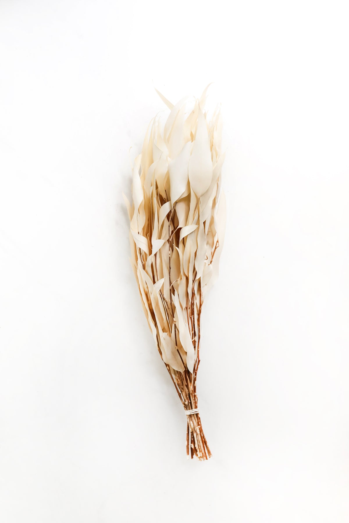Bleached Willow