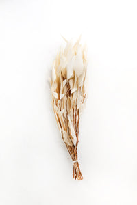 Bleached Willow