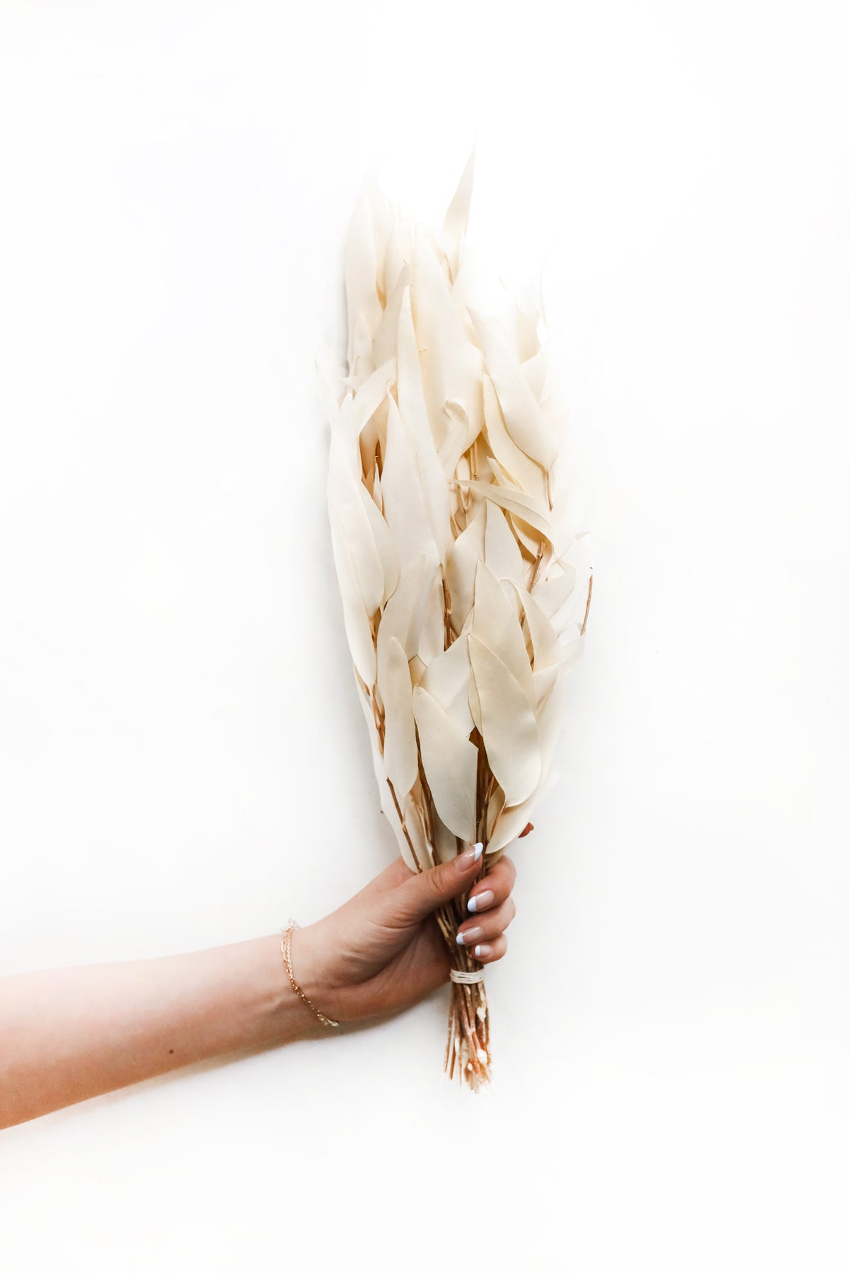 Bleached Willow