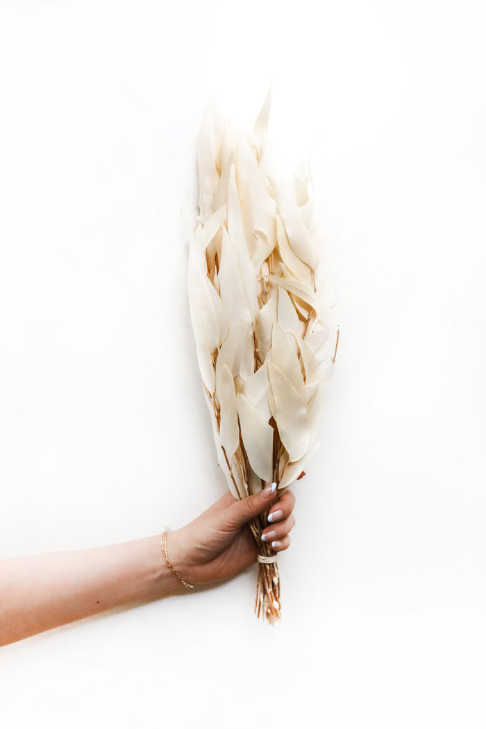 Bleached Willow