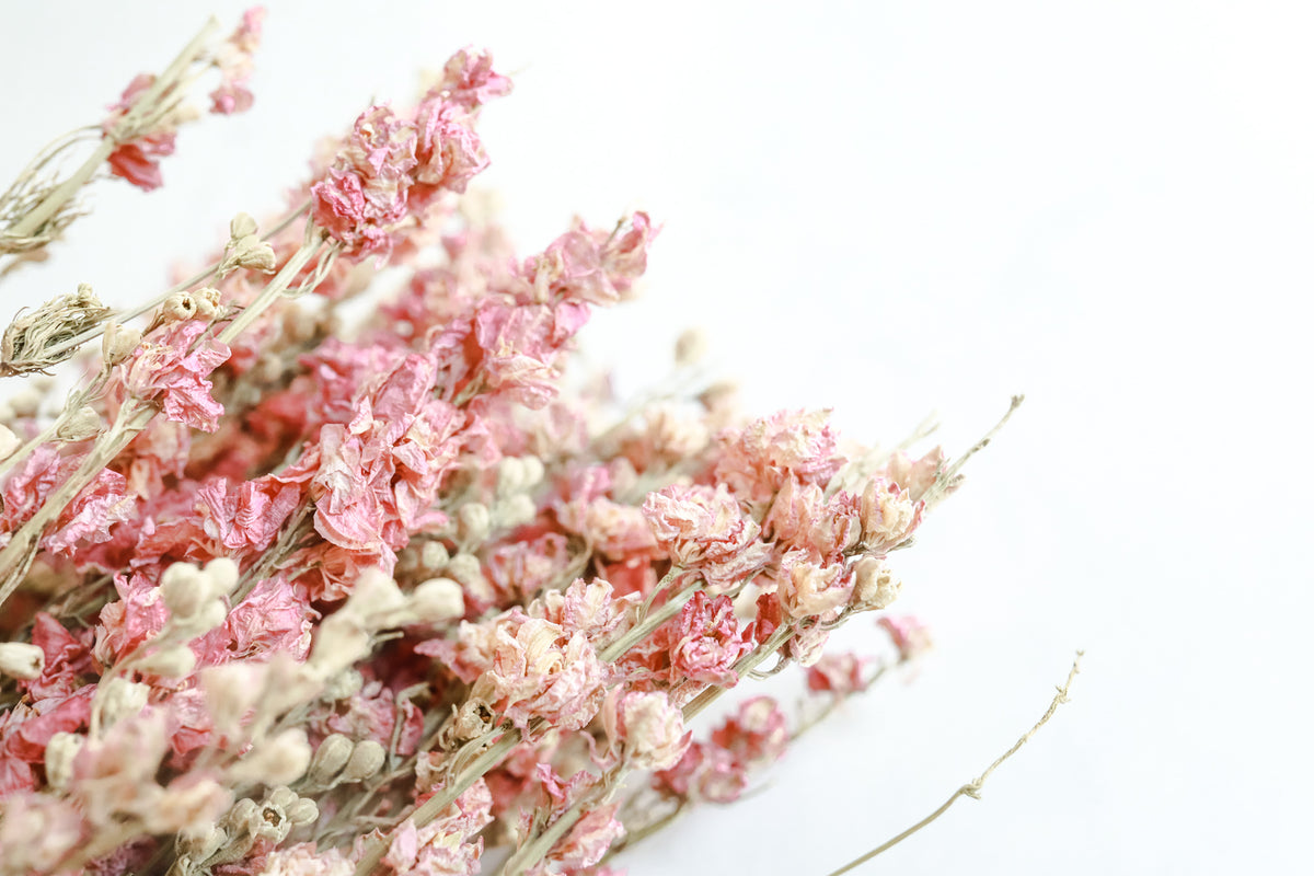 Pink Larkspur