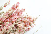 Pink Larkspur