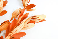 Orange Integrifolia
