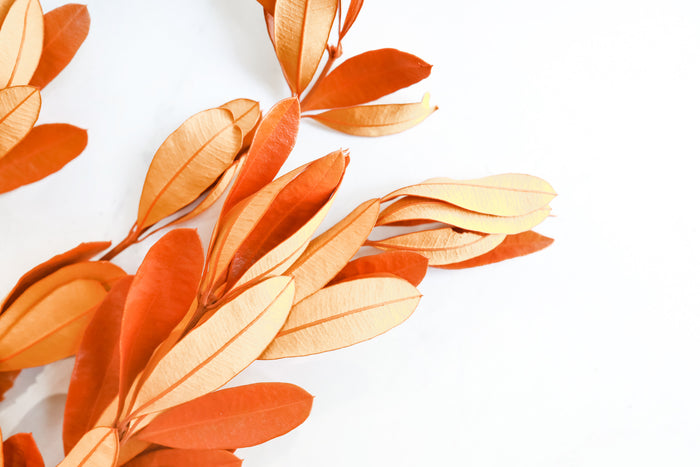 Orange Integrifolia