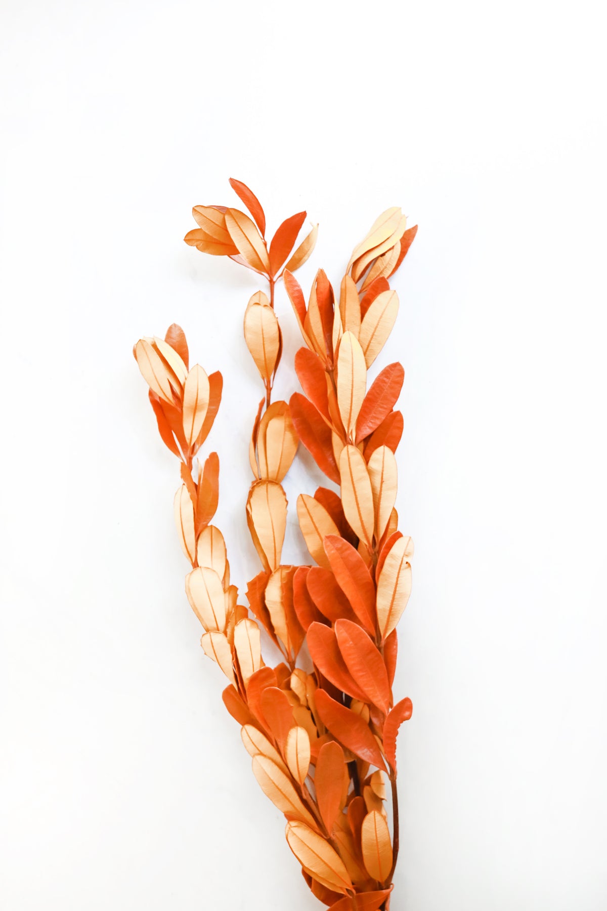Orange Integrifolia