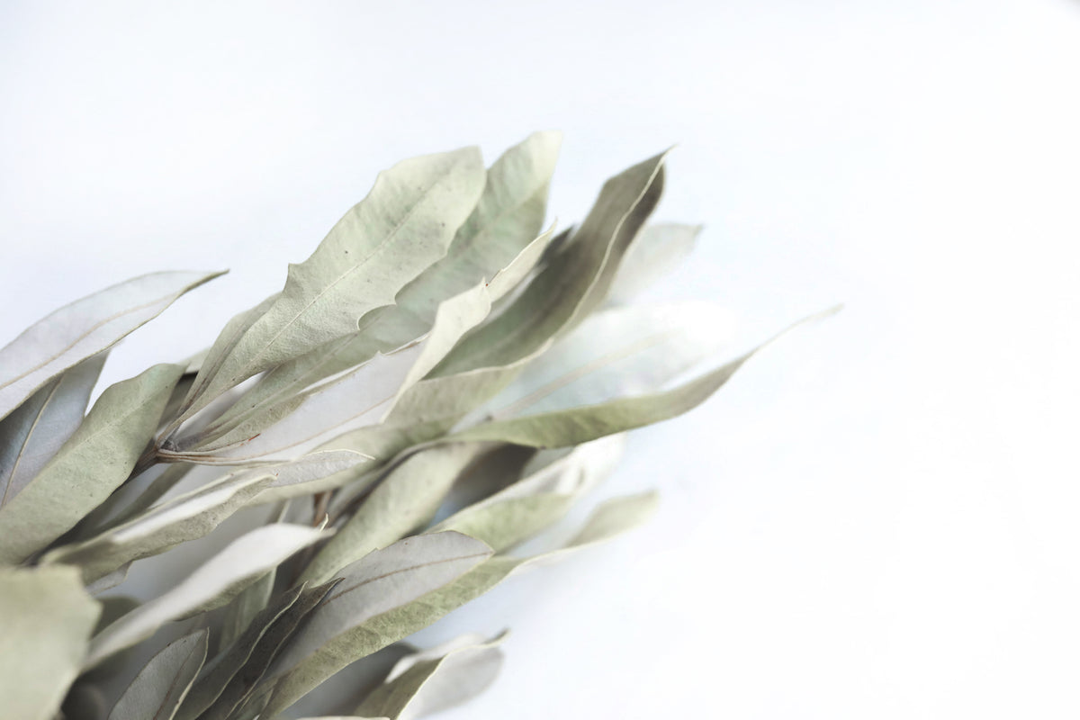 Natural Integrifolia