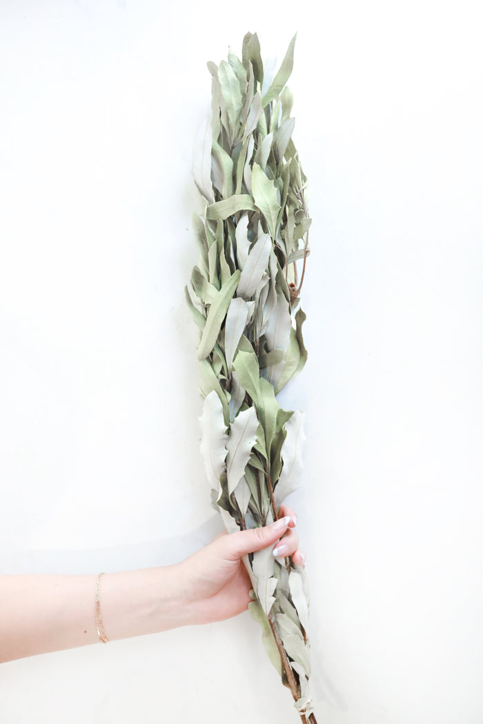 Natural Integrifolia