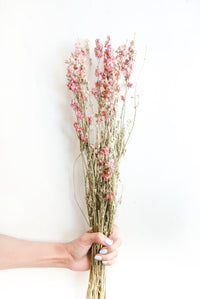 Pink Larkspur