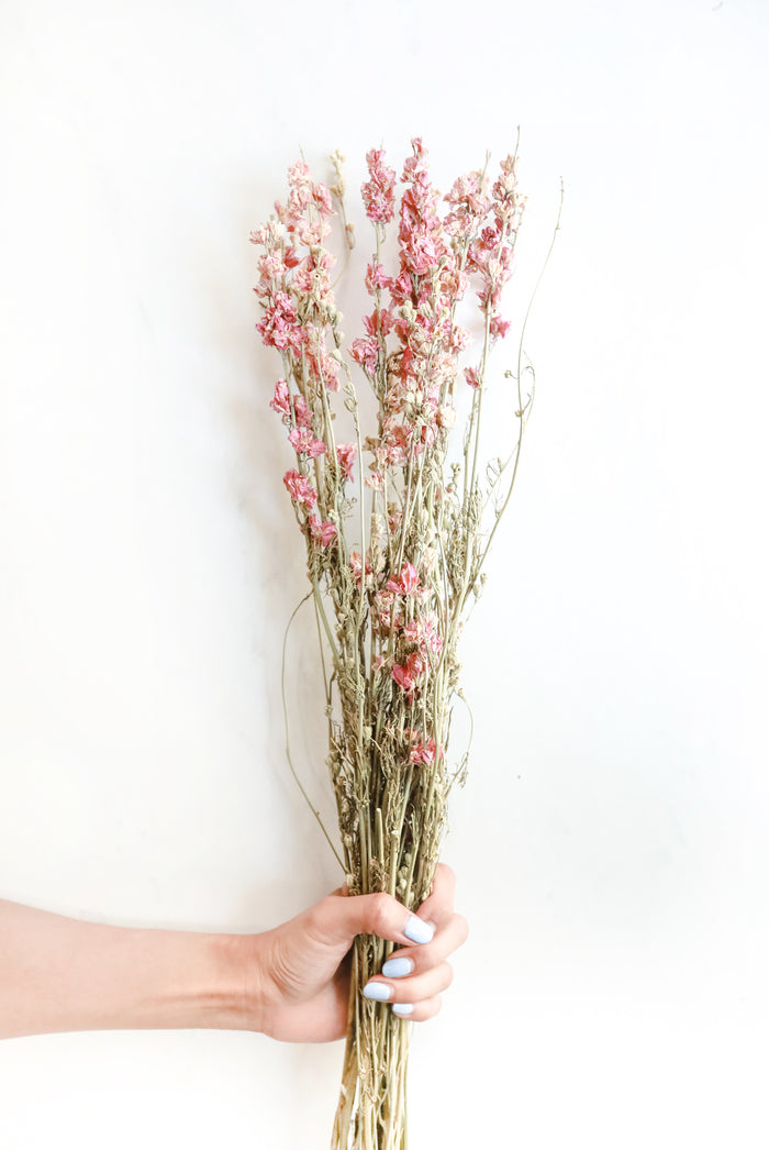 Pink Larkspur
