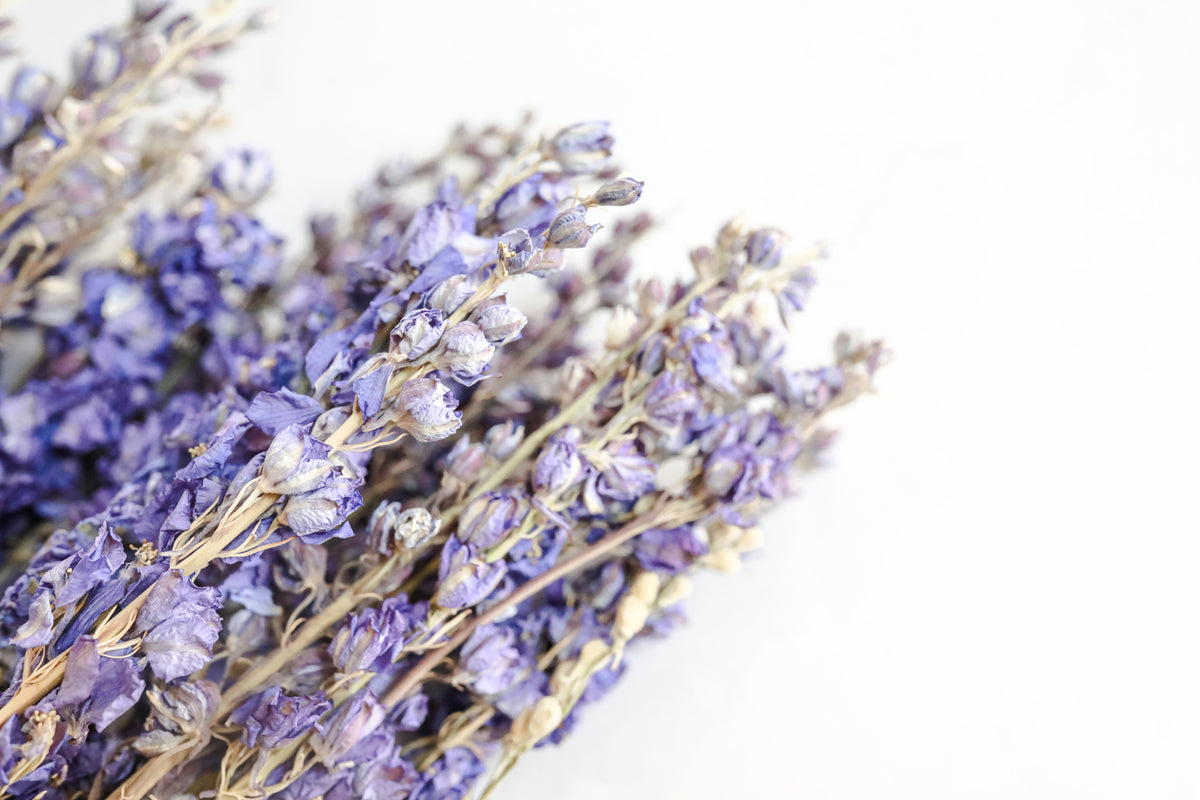 Purple Larkspur