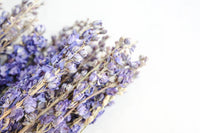 Purple Larkspur