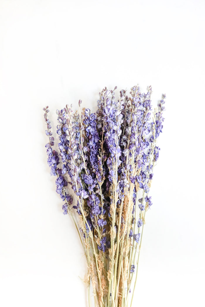 Purple Larkspur
