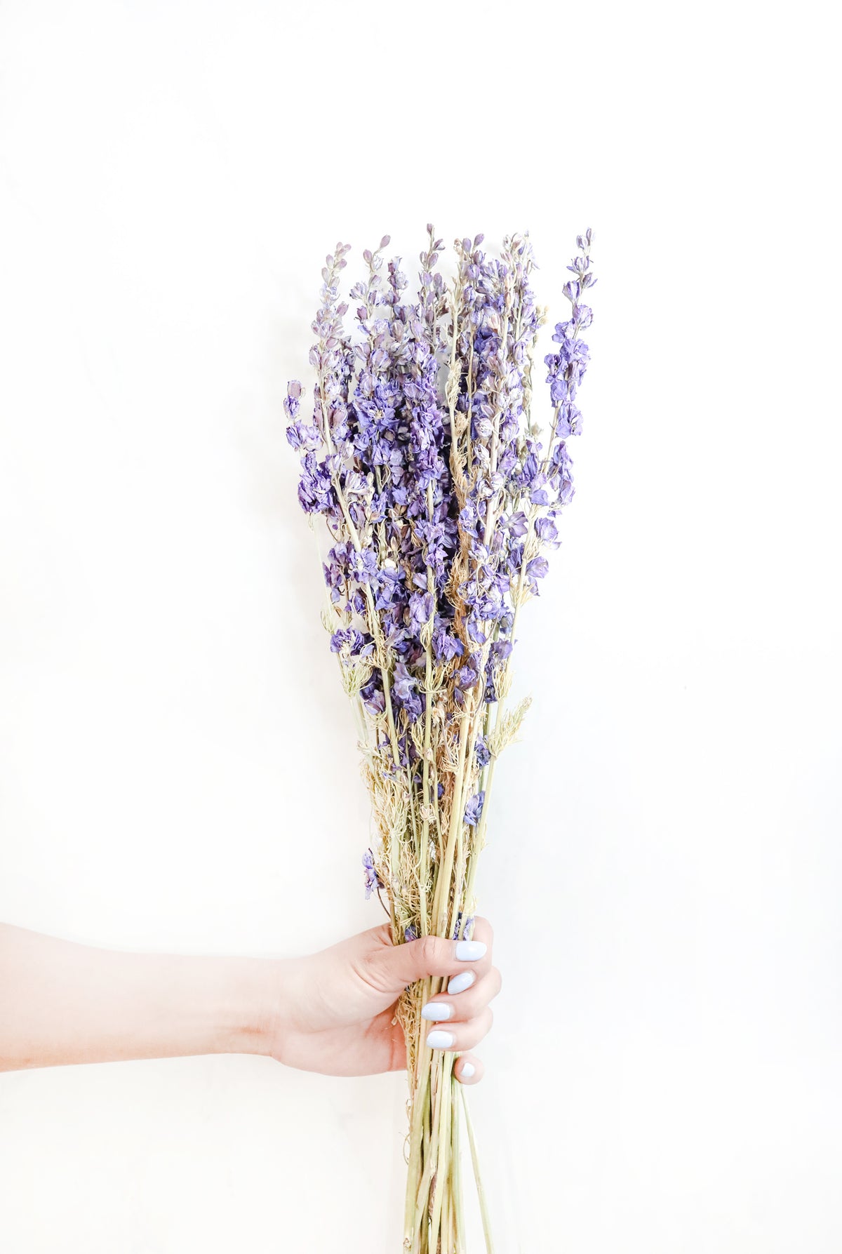 Purple Larkspur