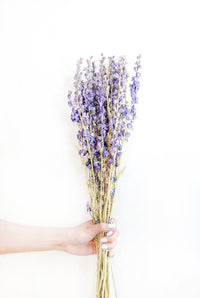 Purple Larkspur