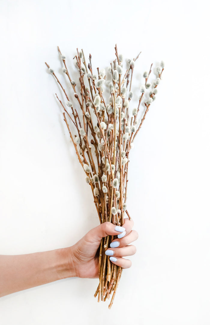 Pussy Willow