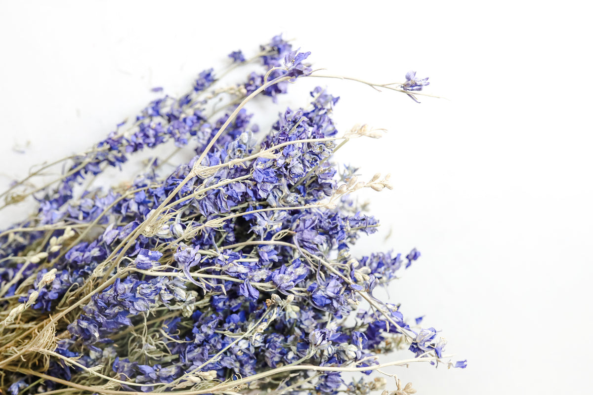 Purple Larkspur