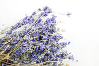 Purple Larkspur