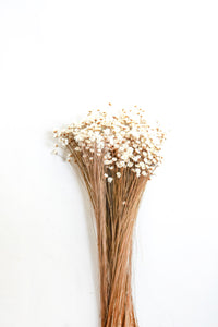 White Starflower