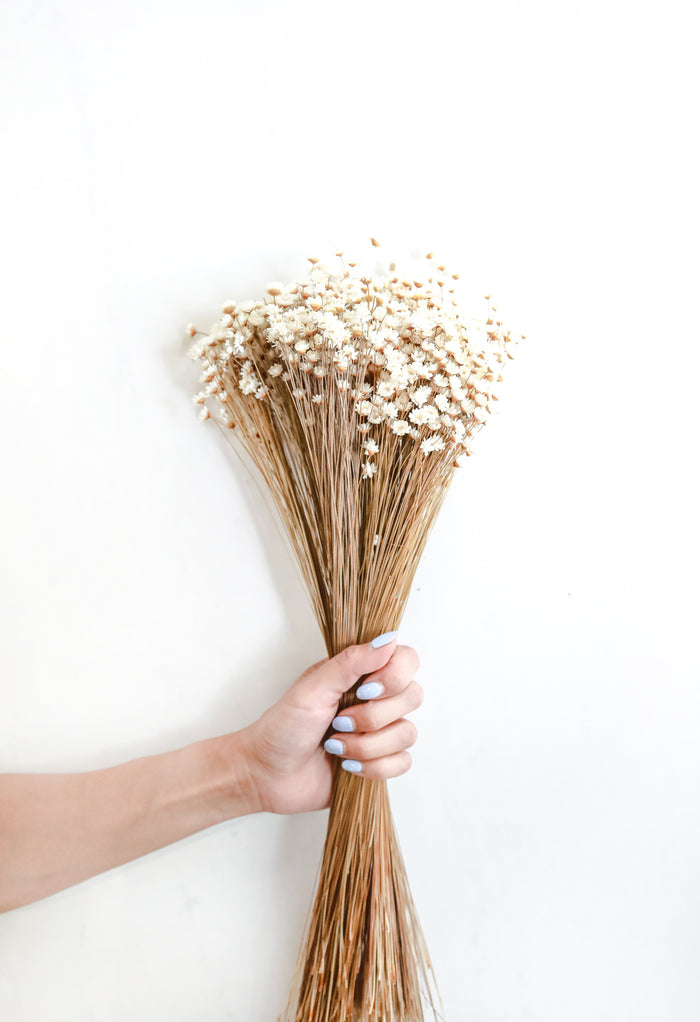 White Starflower