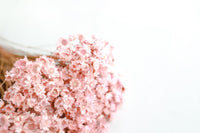 Pink Starflower