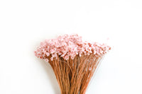 Pink Starflower