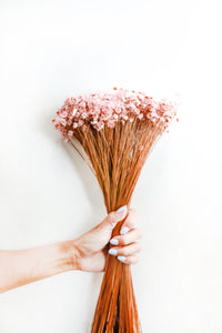 Pink Starflower
