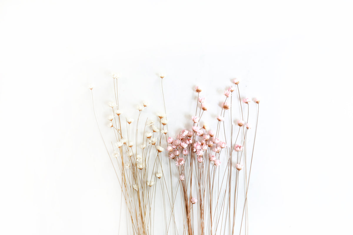 Mixed Starflowers