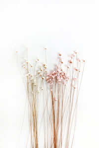 Mixed Starflowers