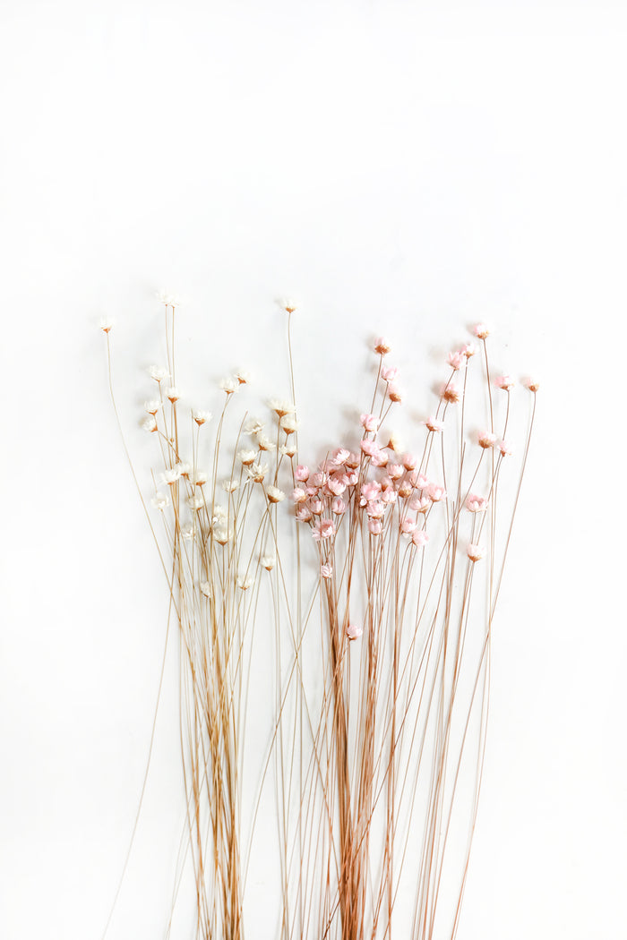 Mixed Starflowers