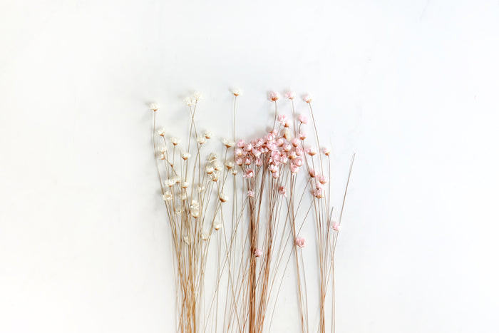 Mixed Starflowers