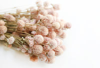 Pale Pink Globe Amaranth