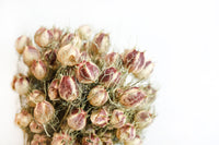 Nigella