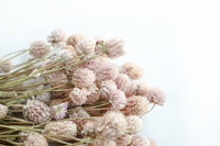 Pale Pink Globe Amaranth