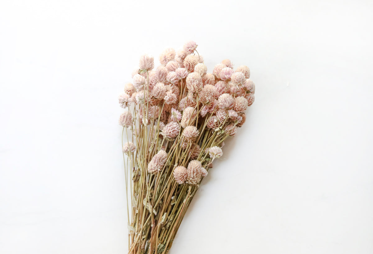 Pale Pink Globe Amaranth