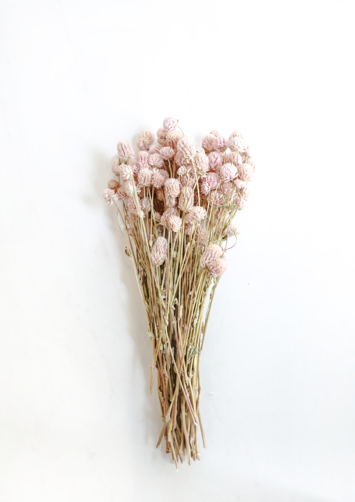 Pale Pink Globe Amaranth