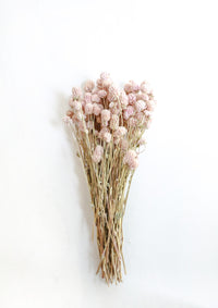Pale Pink Globe Amaranth