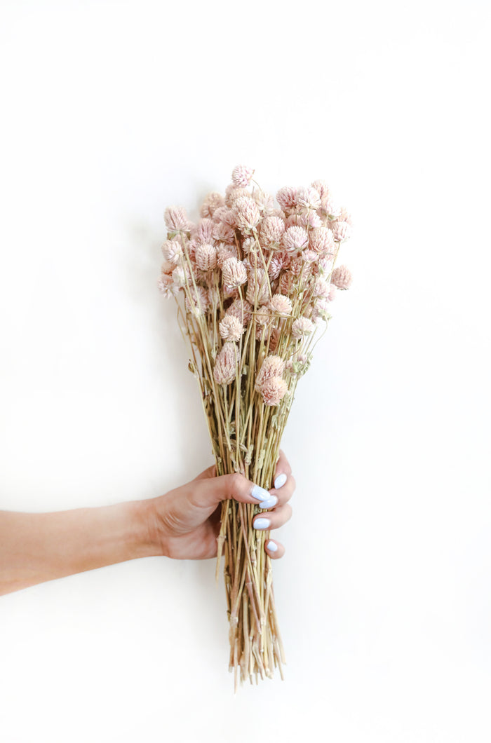 Pale Pink Globe Amaranth