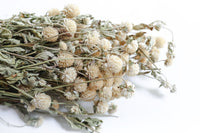 White Globe Amaranth