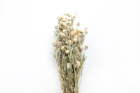 White Globe Amaranth