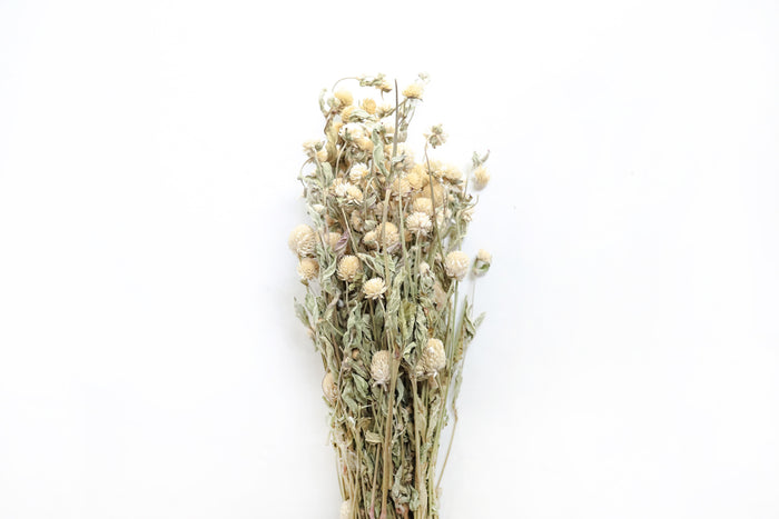 White Globe Amaranth