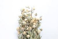 White Globe Amaranth