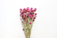 Raspberry Globe Amaranth