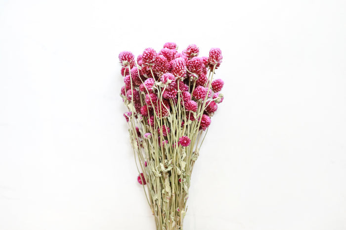 Raspberry Globe Amaranth