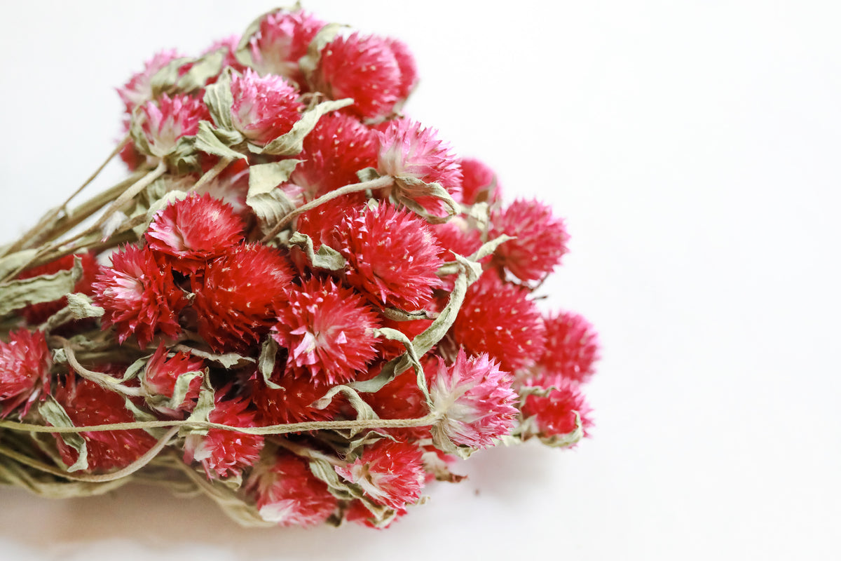 Pink Globe Amaranth